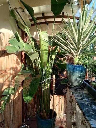 strelicja rośliny na balkon