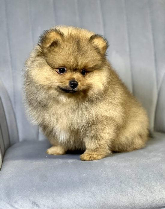Померанський шпіц