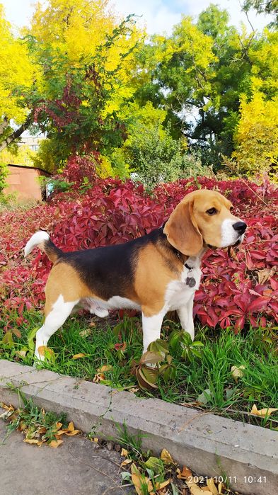 Молодой Бигль в поиске пары