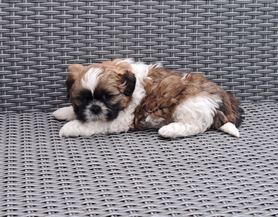 Shih tzu   suczka  mała