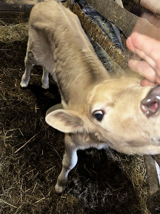 Продам телятко( дівчата)