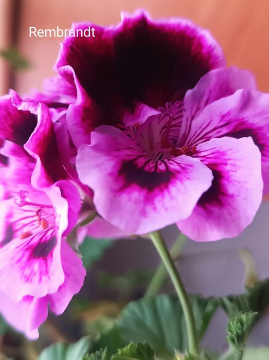 Королевская пеларгония