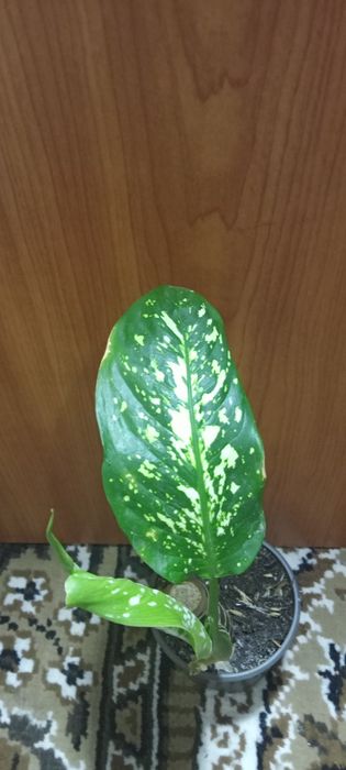 Комнатные цветы...