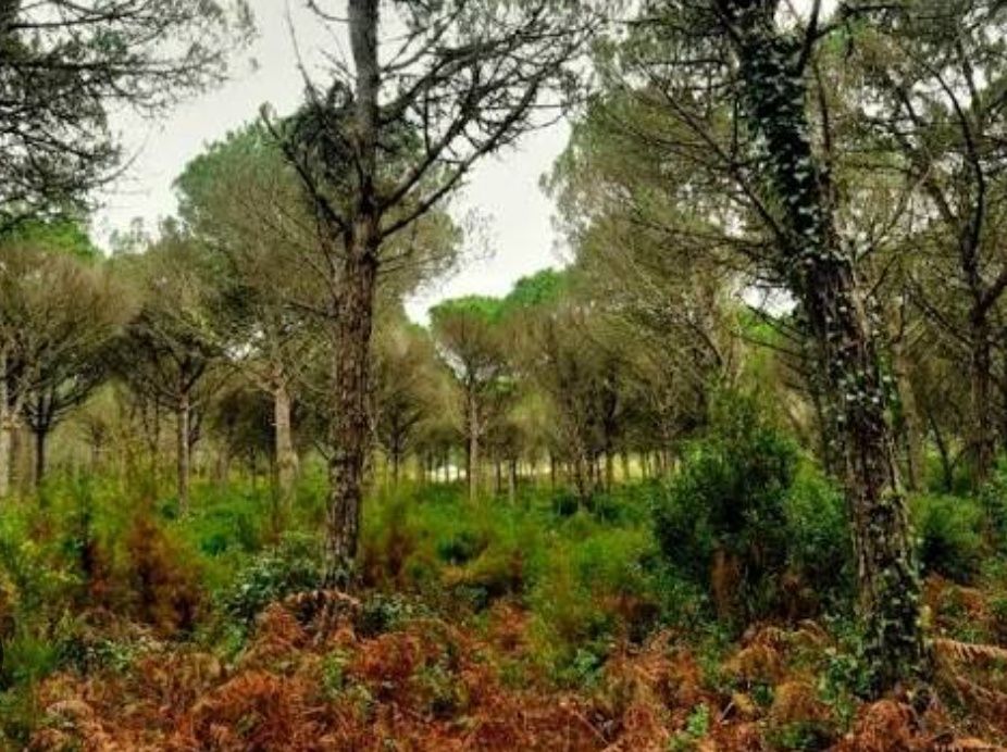 Terreno rústico 800m2