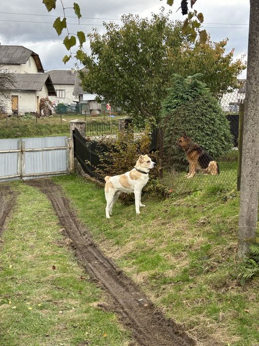 алабай середньо-азійська вівчарка
