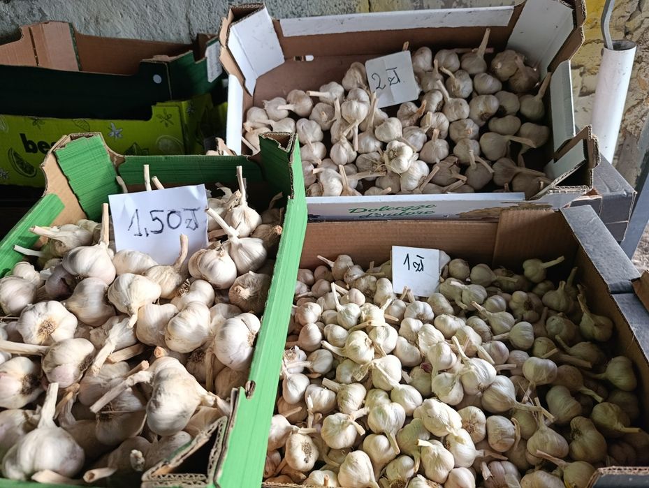 Sprzedam czosnek wiosenny Jarus  x