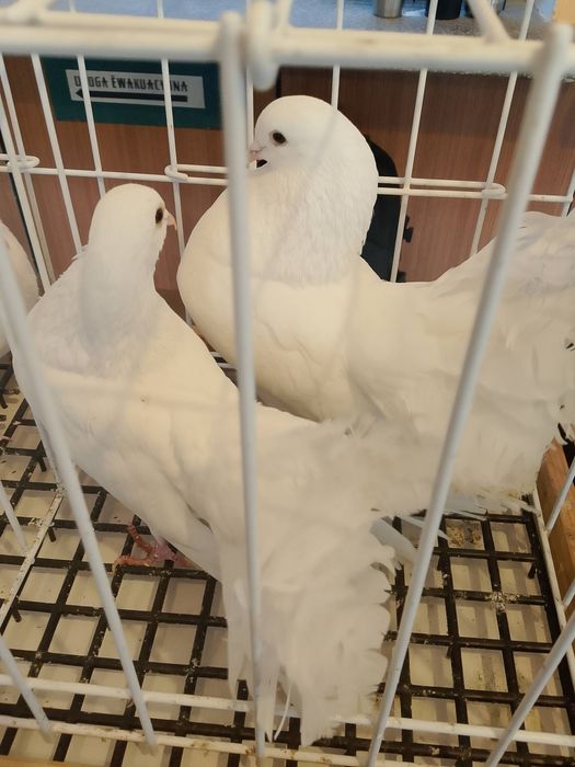 Gołębie garłacze górnośląskie 25r młode