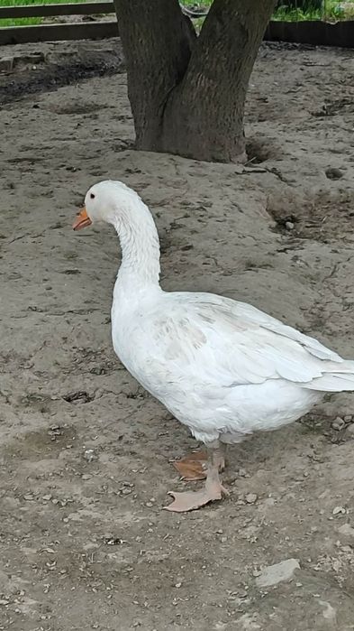 Sprzedam gęsi rasa kołudzka