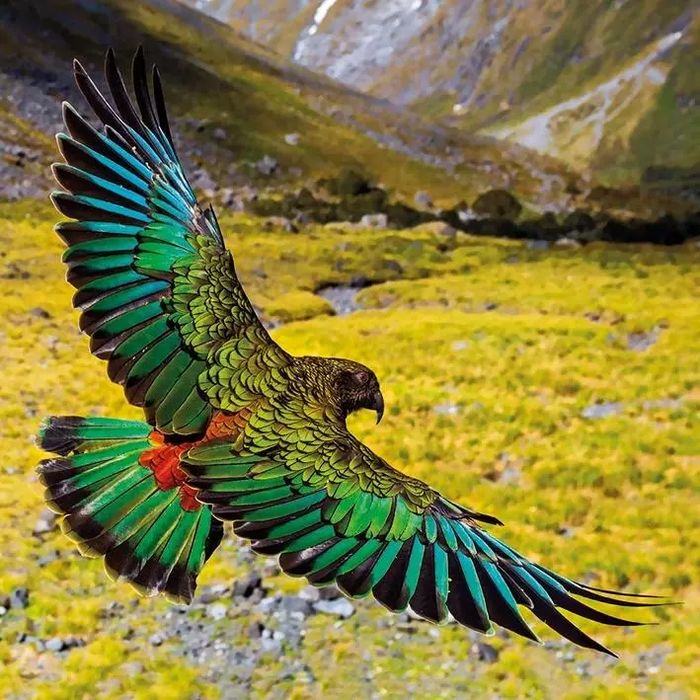 Karnet kwadrat z kopertą Alpine Parrot. Museums & Galleries. Nowy Produkt