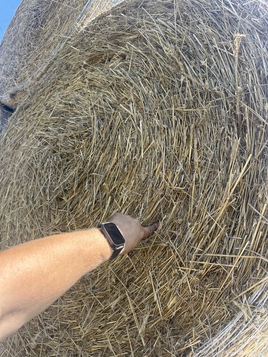 Słoma pszenna, żytnia i pszenżytnia (słoma twarda)