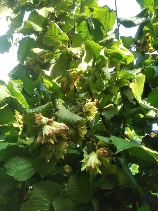 Саджанці-відводки фундука  . дворічні 7 со