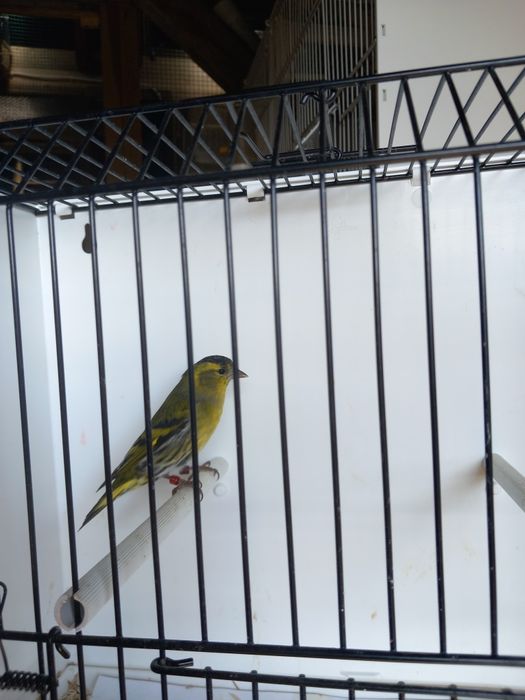 Czyż, czyżyki europejskie