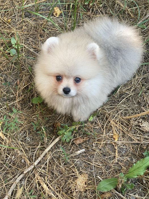 Гарний хлопчик померанський шпіц