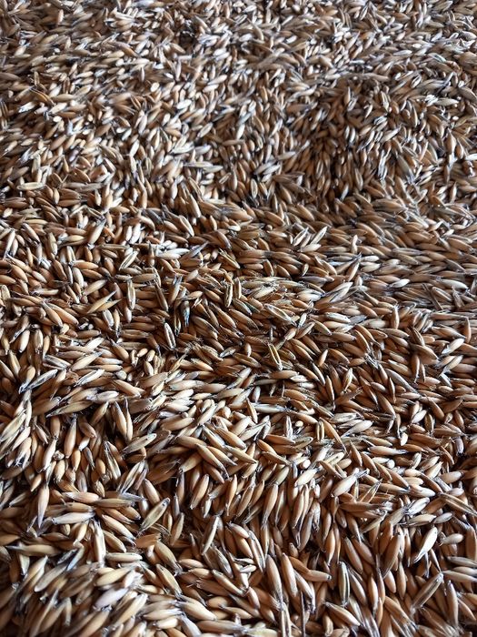 Owies i jęczmień sprzedam