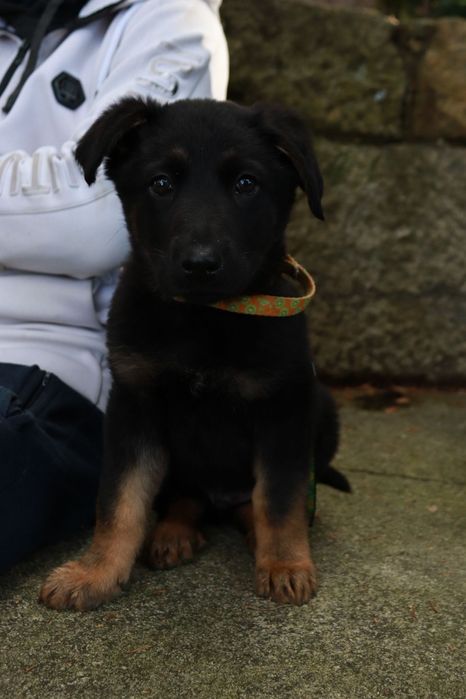 Pastor alemão macho
