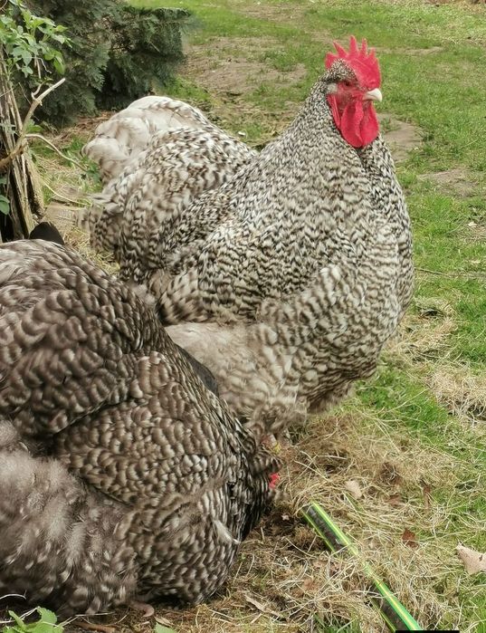 Jaja,jajka lęgowe  orpington, barnevelder,Brahma
