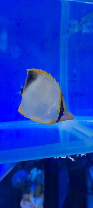 Chaetodon xanthocephalus S