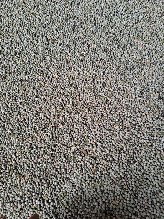 Продам горох на корм тваринам