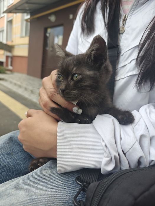 віддам кошенят в добрі руки