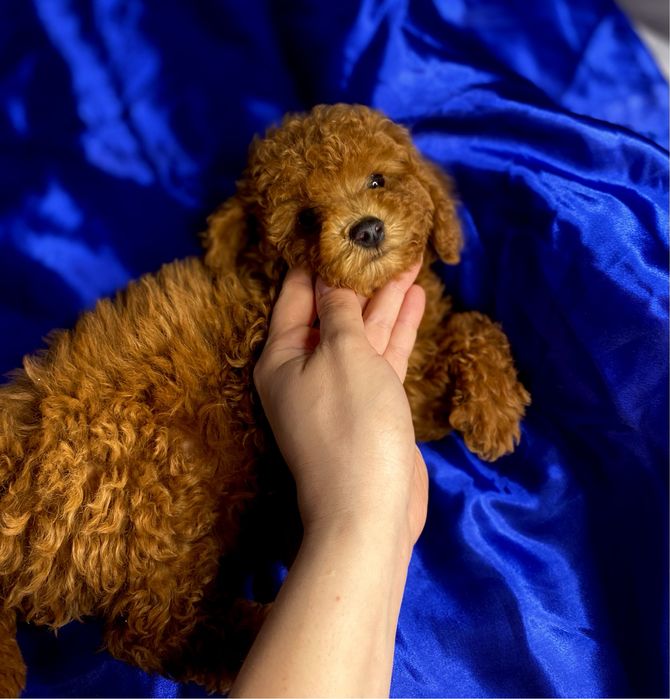 Мягкий, как плюш, малыш ред браун