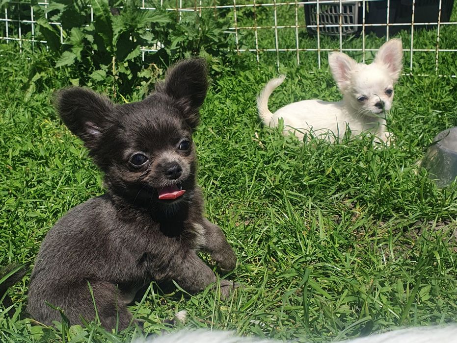 Голубой мальчик чихуахуа