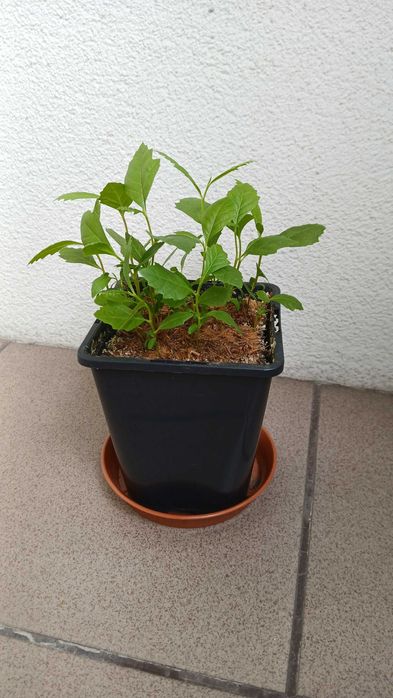 Platan klonolistny w doniczce - wychodowany z nasion - 40-50cm (25zł) - 50-60cm (30zł) - 60-70cm (35zł)