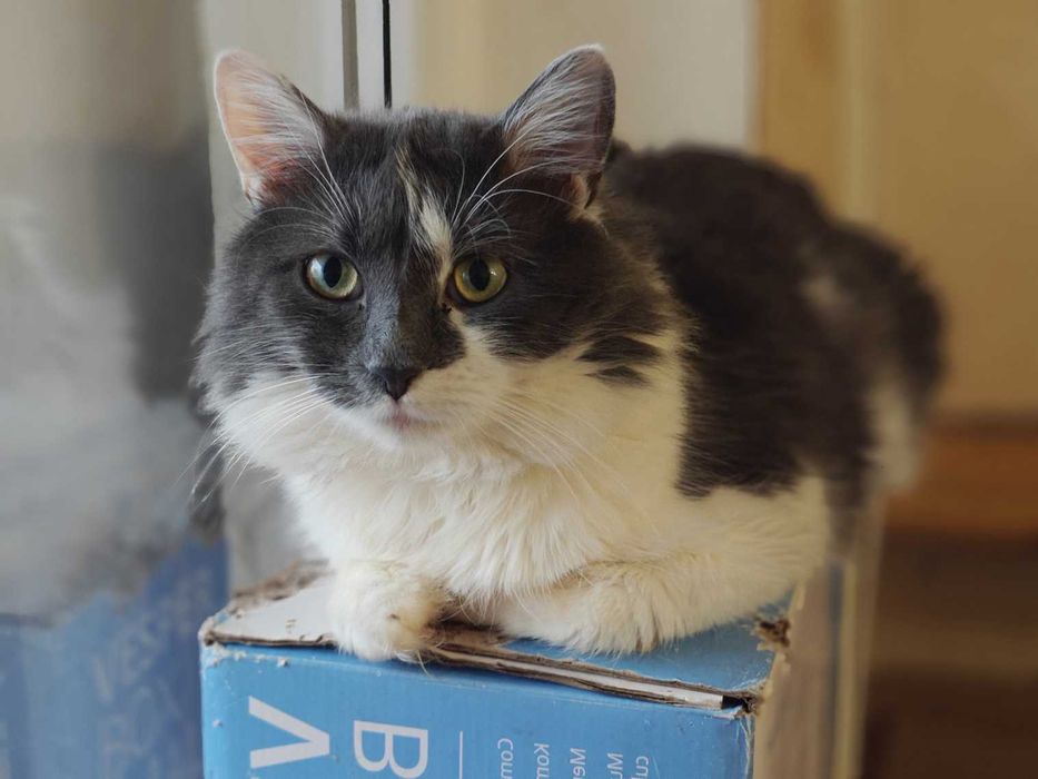 Арчі - врятований котик, готовий дарувати любов! 1рік кіт кошеня кішка