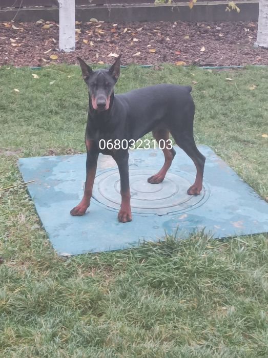 Продам Добермана КСУ FCI 14.04.2025.