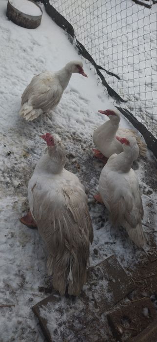 Індокачки Німецької важкої лінії, інкубаційні яйця