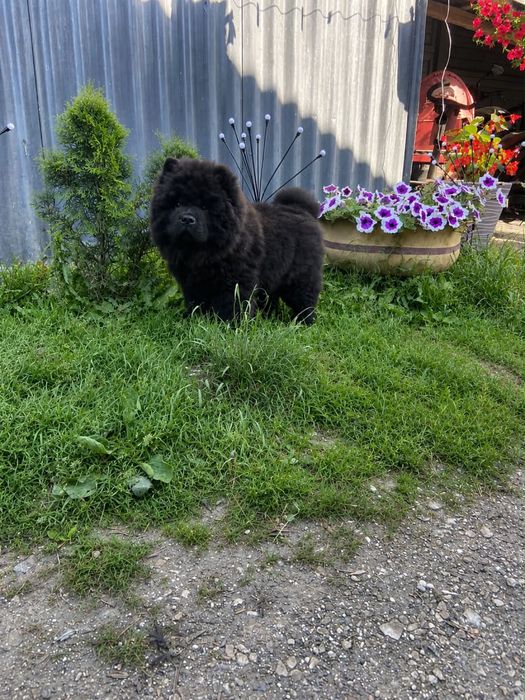 Piesek chow chow!