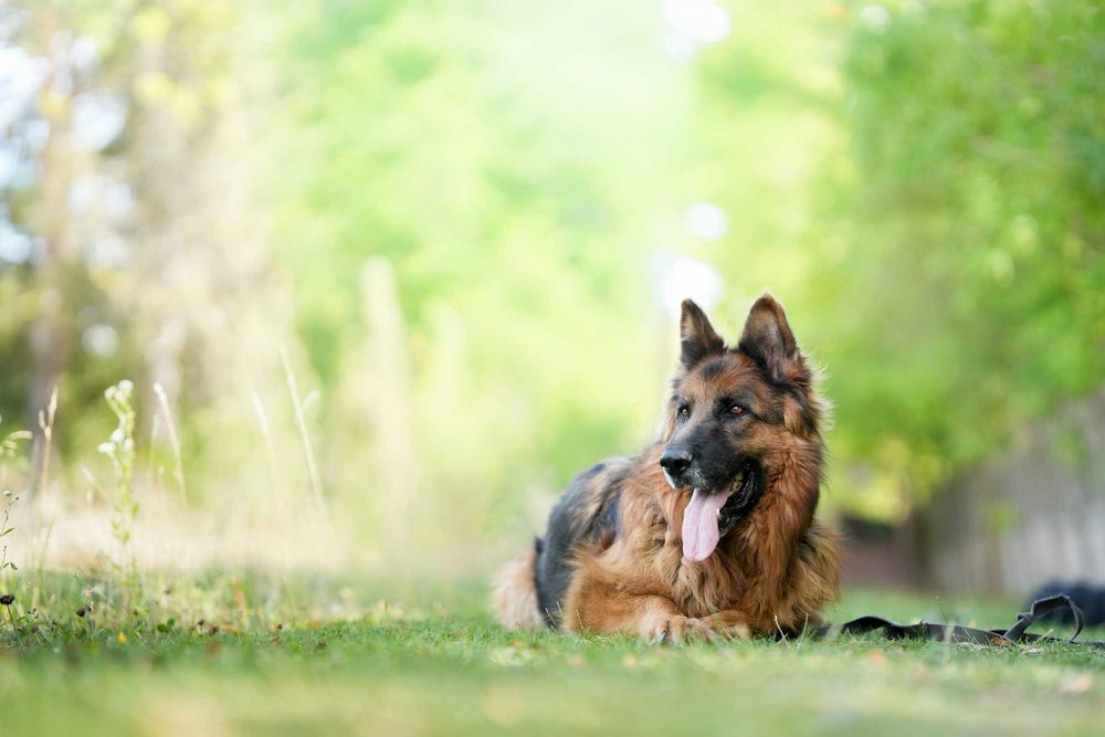 Tenor - kontaktowy pies w typie owczarka niemieckiego do adopcji!