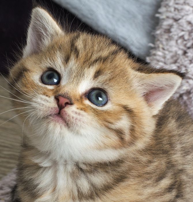 Котёнок, кошечка, шотландцы, вислоухий и прямоухие