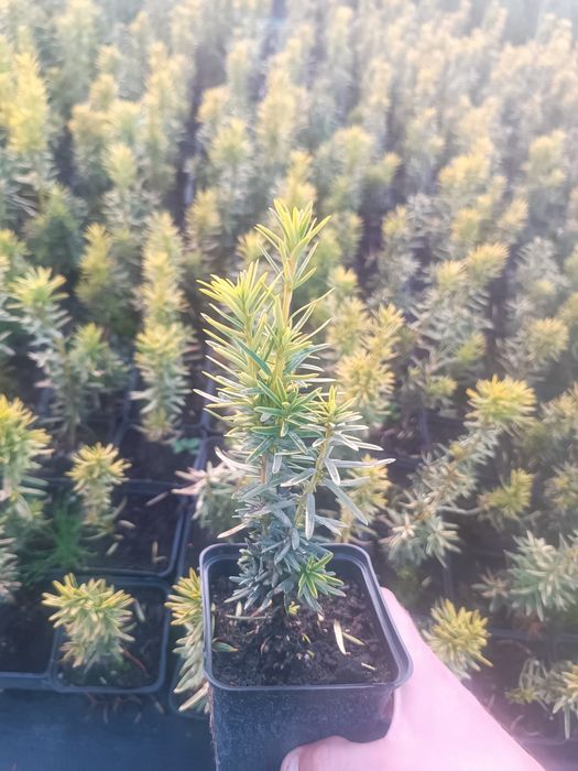 Тис ягідний Давід