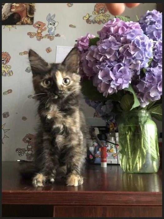 Котик та киця молоденькі в добрі руки