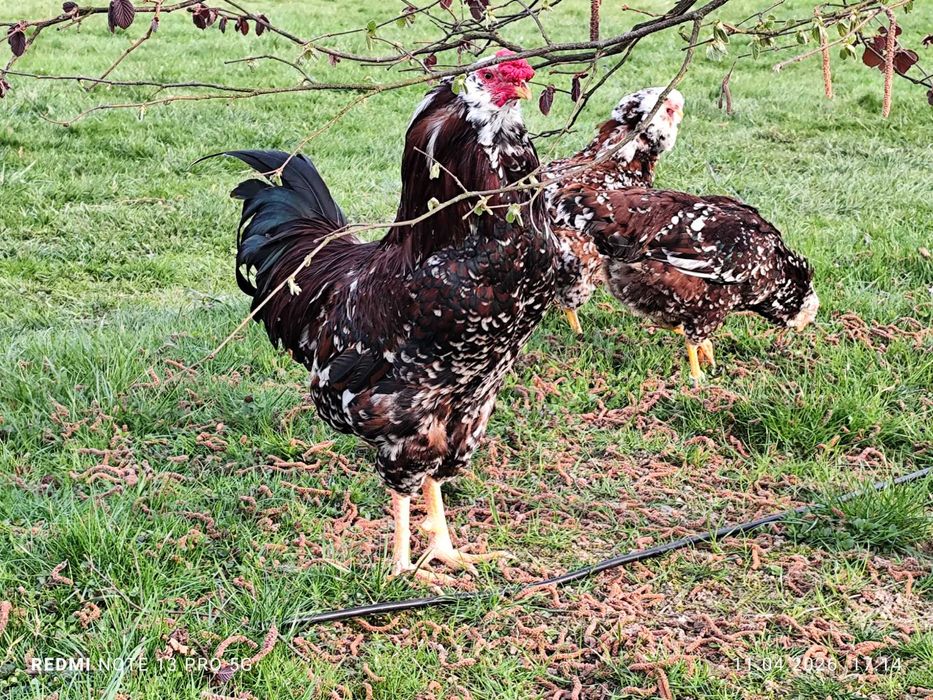 Orłowskie jaja lęgowe