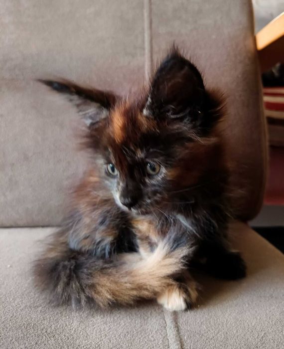 Nahla - kotka rasy Maine Coon - badania (FPL)