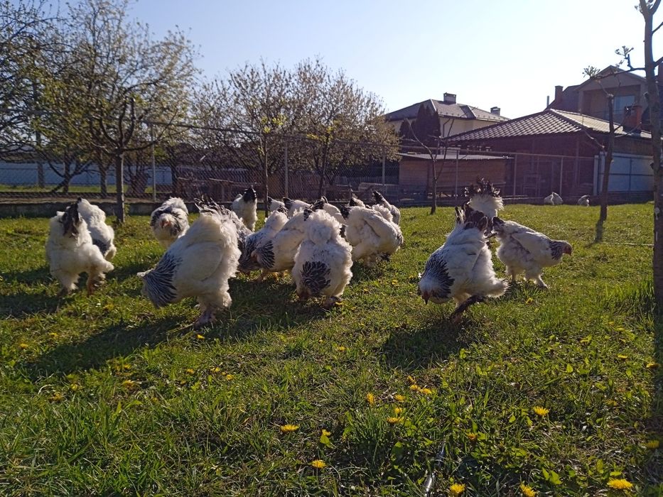 Продам інкубаційні яйця