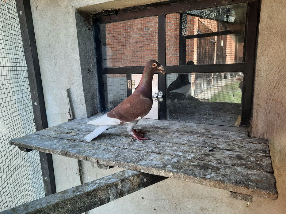 Gołębie , sprzedam samicę gołębia rzeszowskiego