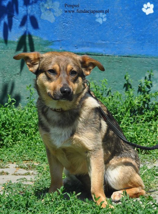 Pimpuś przyjacielski piesek do adopcji