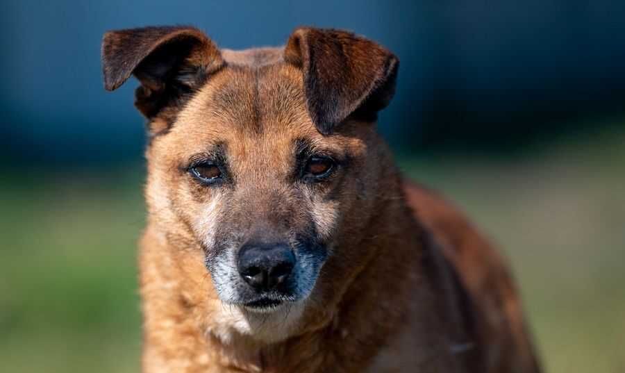 Spokojny, sympatyczny psiak PYPEĆ ogląda się za domkiem!