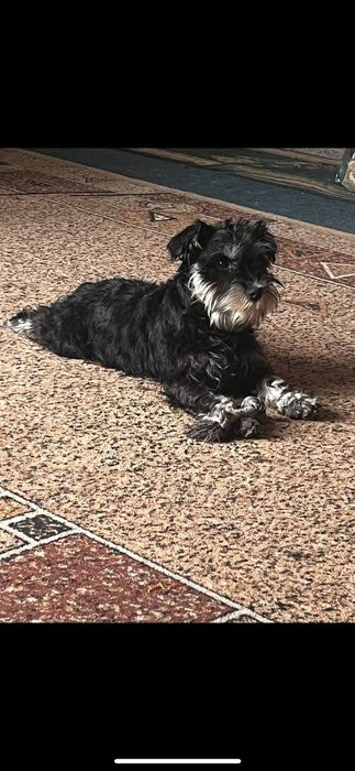 Дівчинка цвергшнауцер