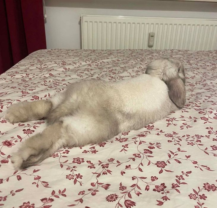 króliczek mini lop