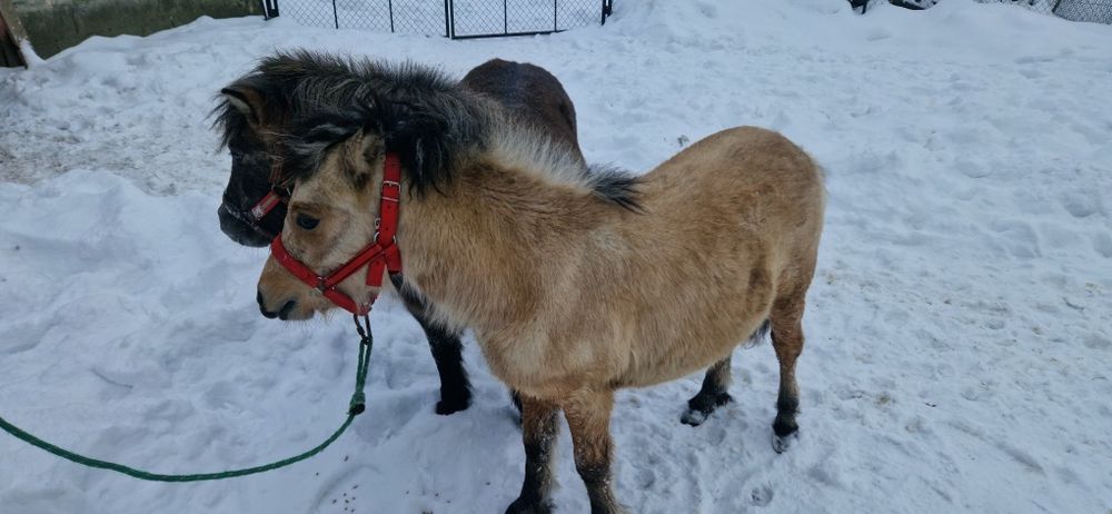 Kucyk ogier 8 miesięcy