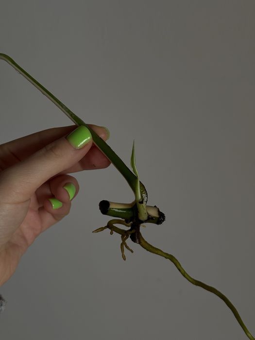 HALF MOON монстера альба