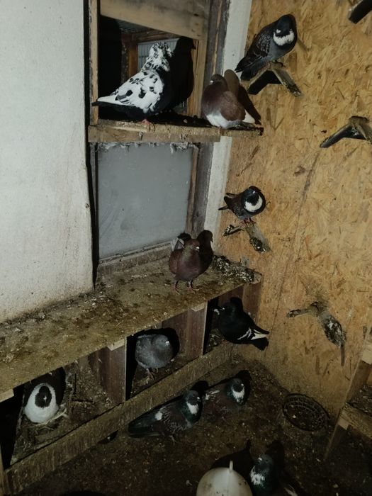 Gołębie koszua strasery  kingi rysie