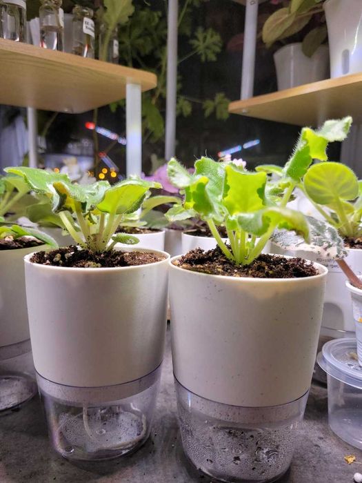 Doniczka biała z regulowanym nawadnianiem 8,2 cm zestaw 10