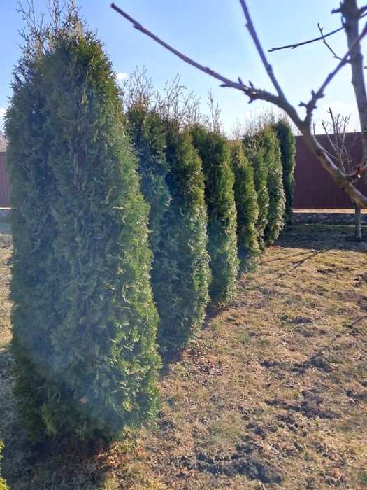 Продам туї висота 1,5 до 3 метра
