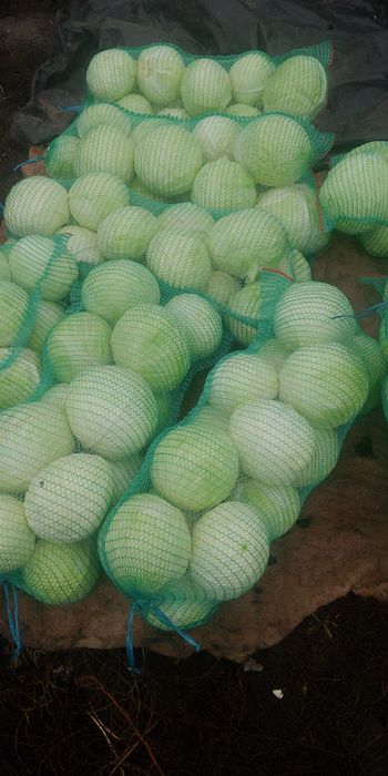 Продам капусту Центуріон.агресор.. С.Чаплинка