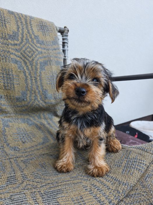 Piesek rasy york terrier