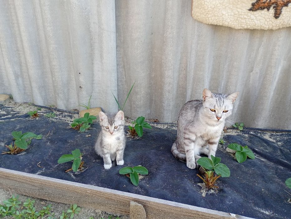 Отдам милых котят!